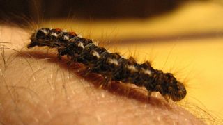 Mabuhok na Higad (Hairy Caterpillar): Euproctis chrysorrhoea