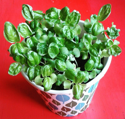 BALANOY Balanoy: Filipino basil
