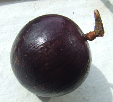 Photograph of Kaimito