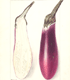 Picture of Talong