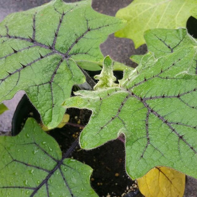 Tarambulo plant leaves