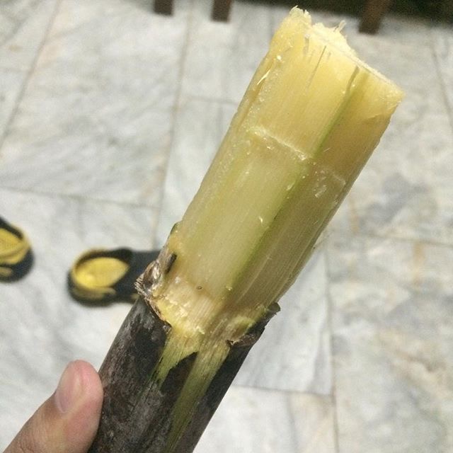 Tubo (Philippine Sugarcane)