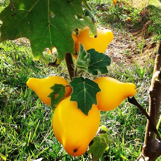 Utong fruit