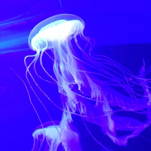 Dikya (Jellyfish)