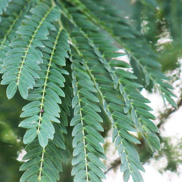 Ipil-ipil leaves