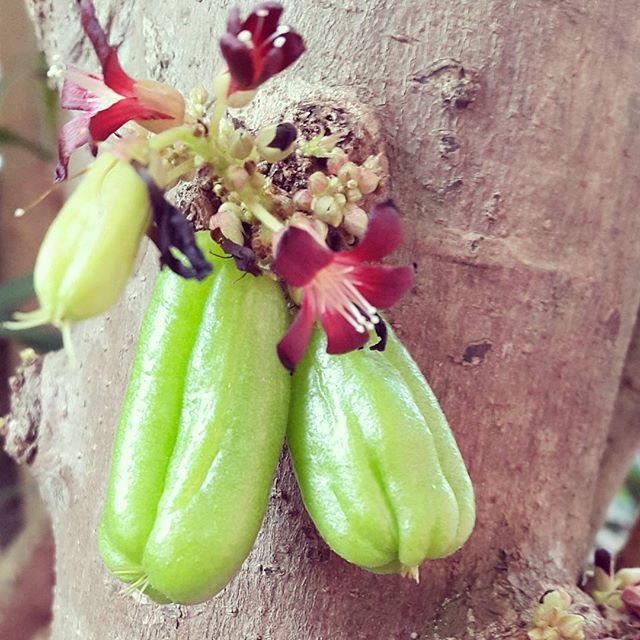 Kamias fruits on tree
