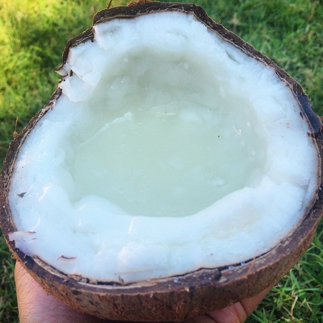"Freak" Coconut Macapuno