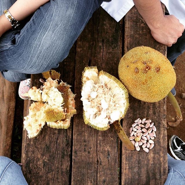 Eating the Marang fruits of the Philippines