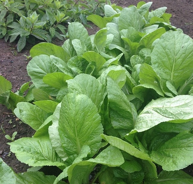 Mustasa... Paggawa ng Burong Mustasa