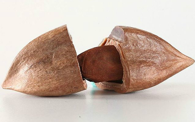 Pili Nut in Shell