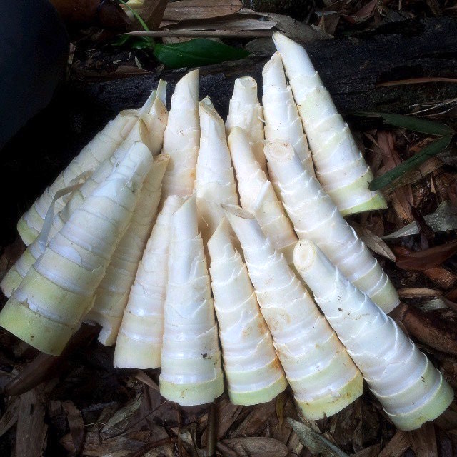 Labong TagalogEnglish Dictionary