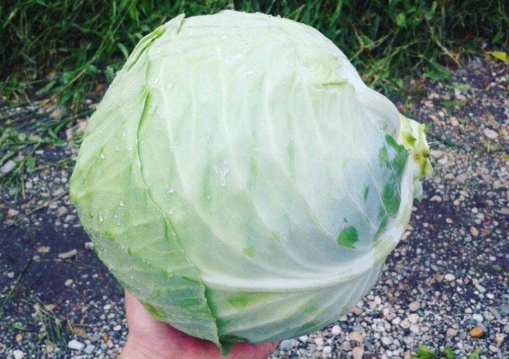 Repolyo / Ripolyo Cabbage in Philippine Cuisine