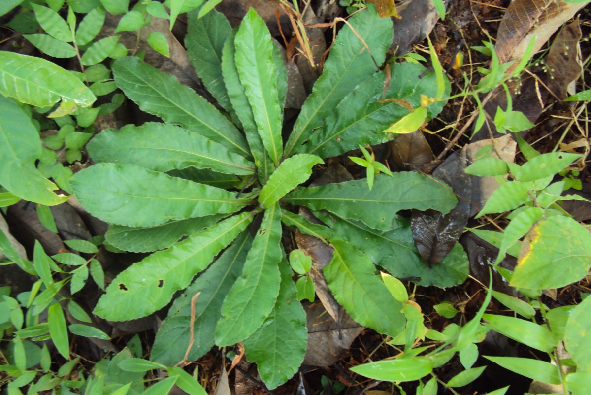 Tabatabakohan Plant Leaves