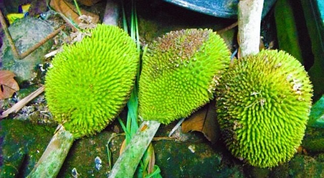 RIMAS rimas / kamansi
