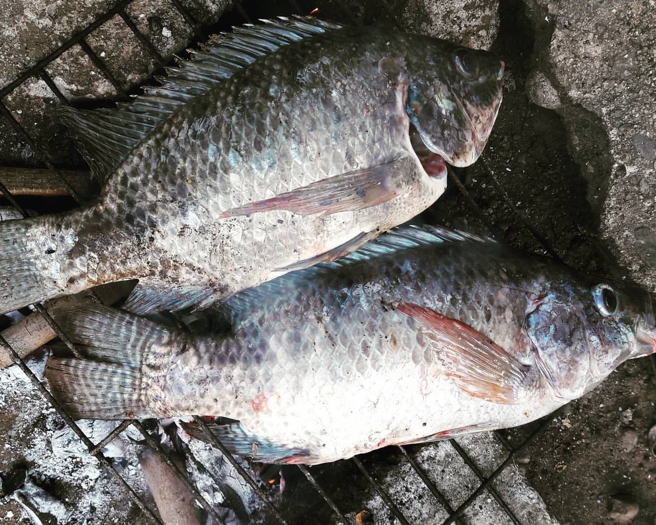 Tilapia in the Philippines