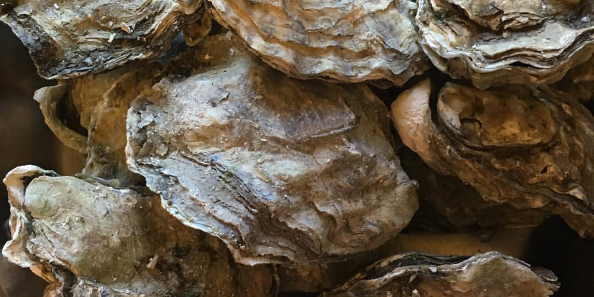 oysters in Tagalog