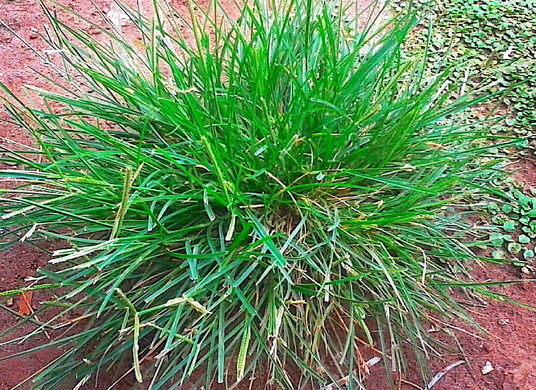 PARAGIS