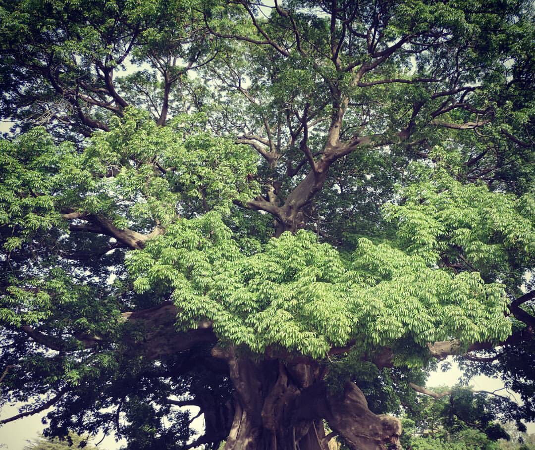 kapok tree