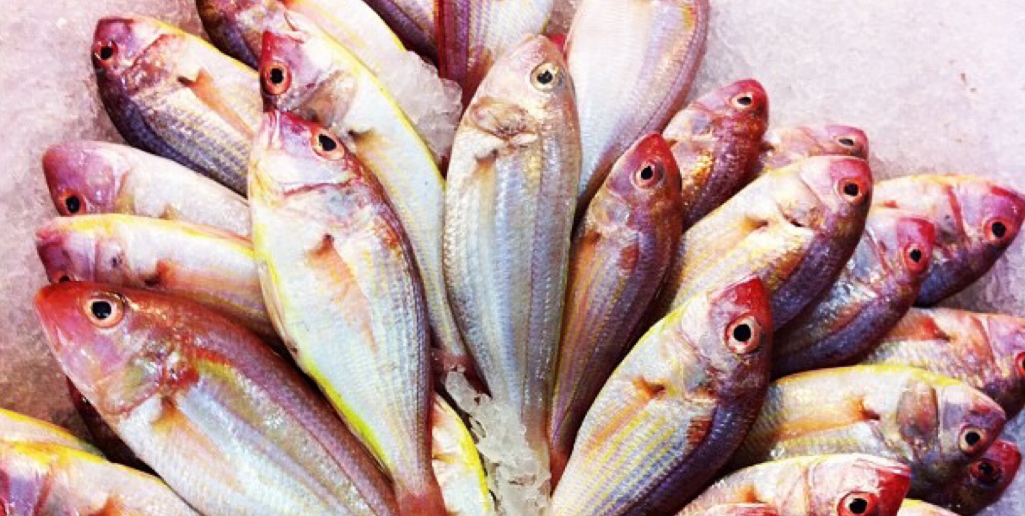 Isda Fish in Tagalog