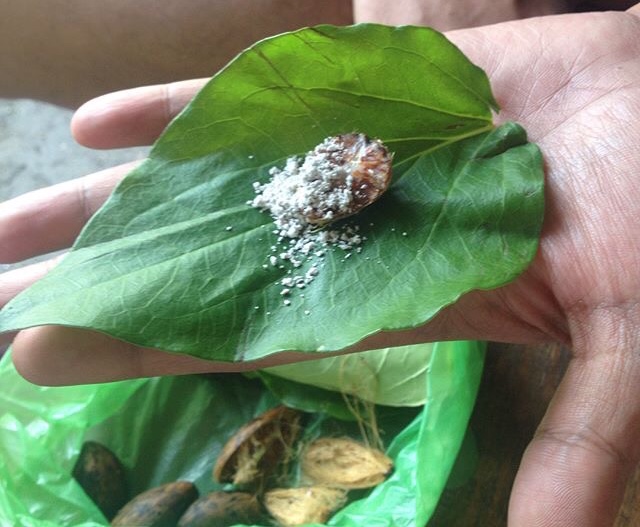 leaf