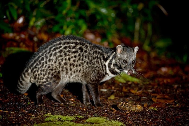 Asian civet
