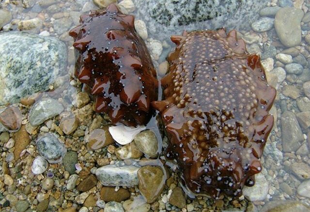 sea cucumbers