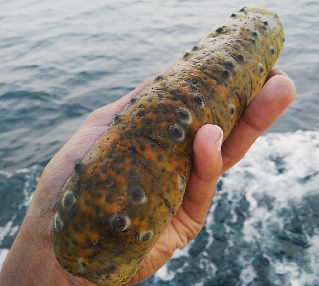 sea cucumber