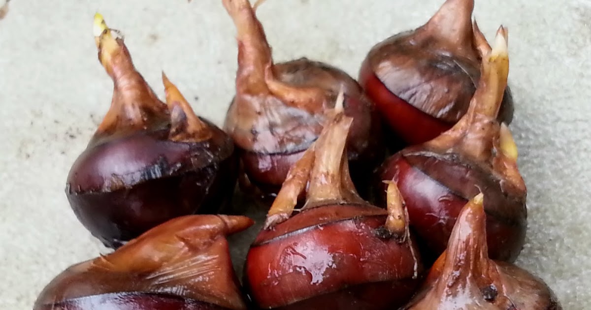 water chestnut in Tagalog
