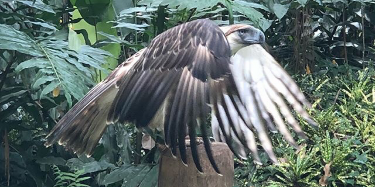 Philippine Eagle