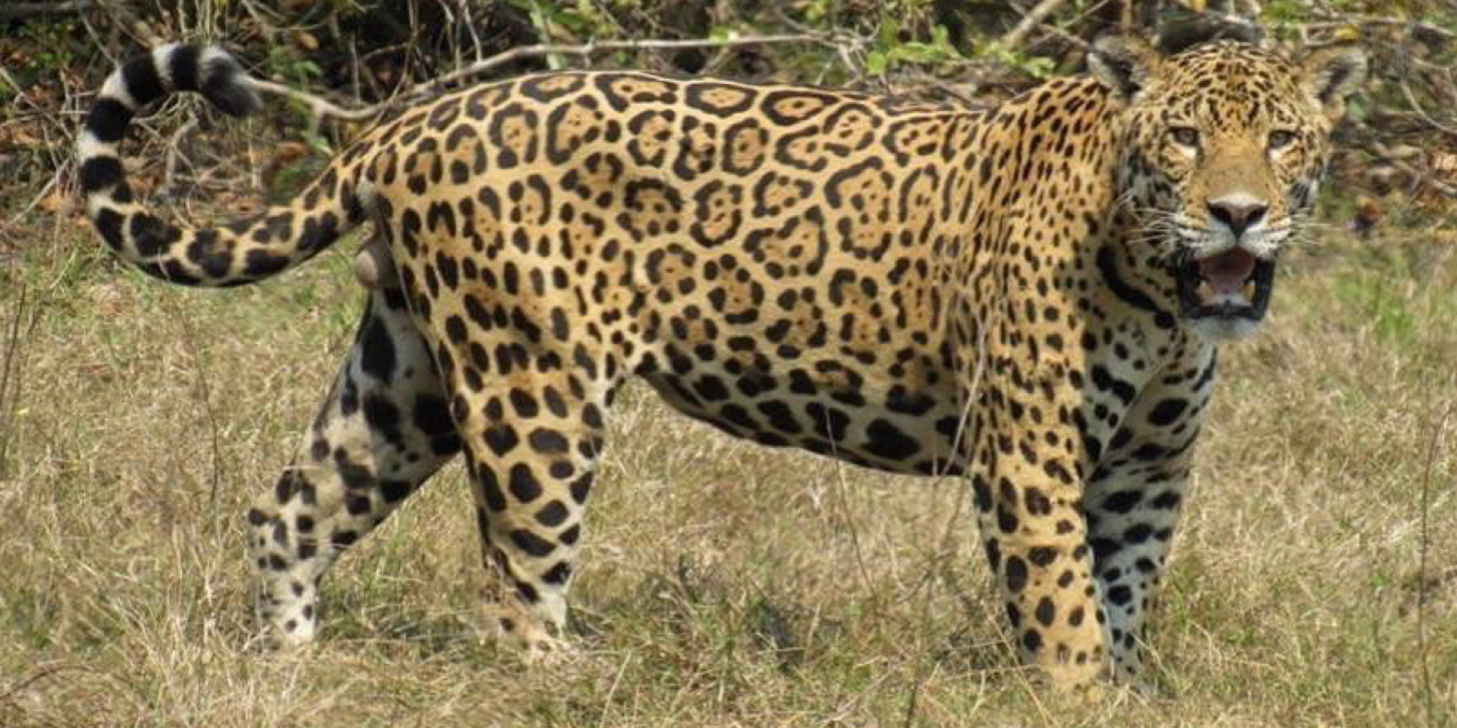jaguar cat