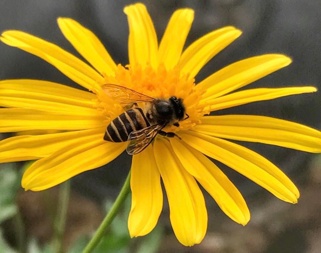 bee in Tagalog