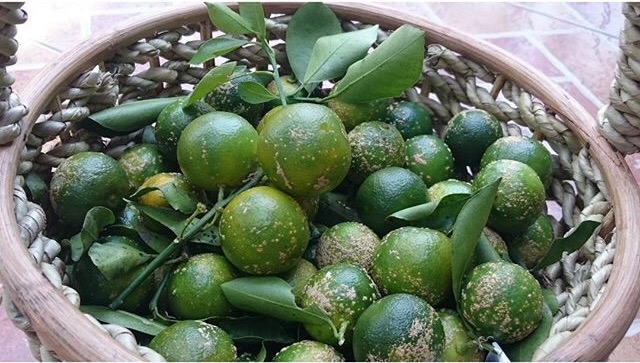 kalamansi