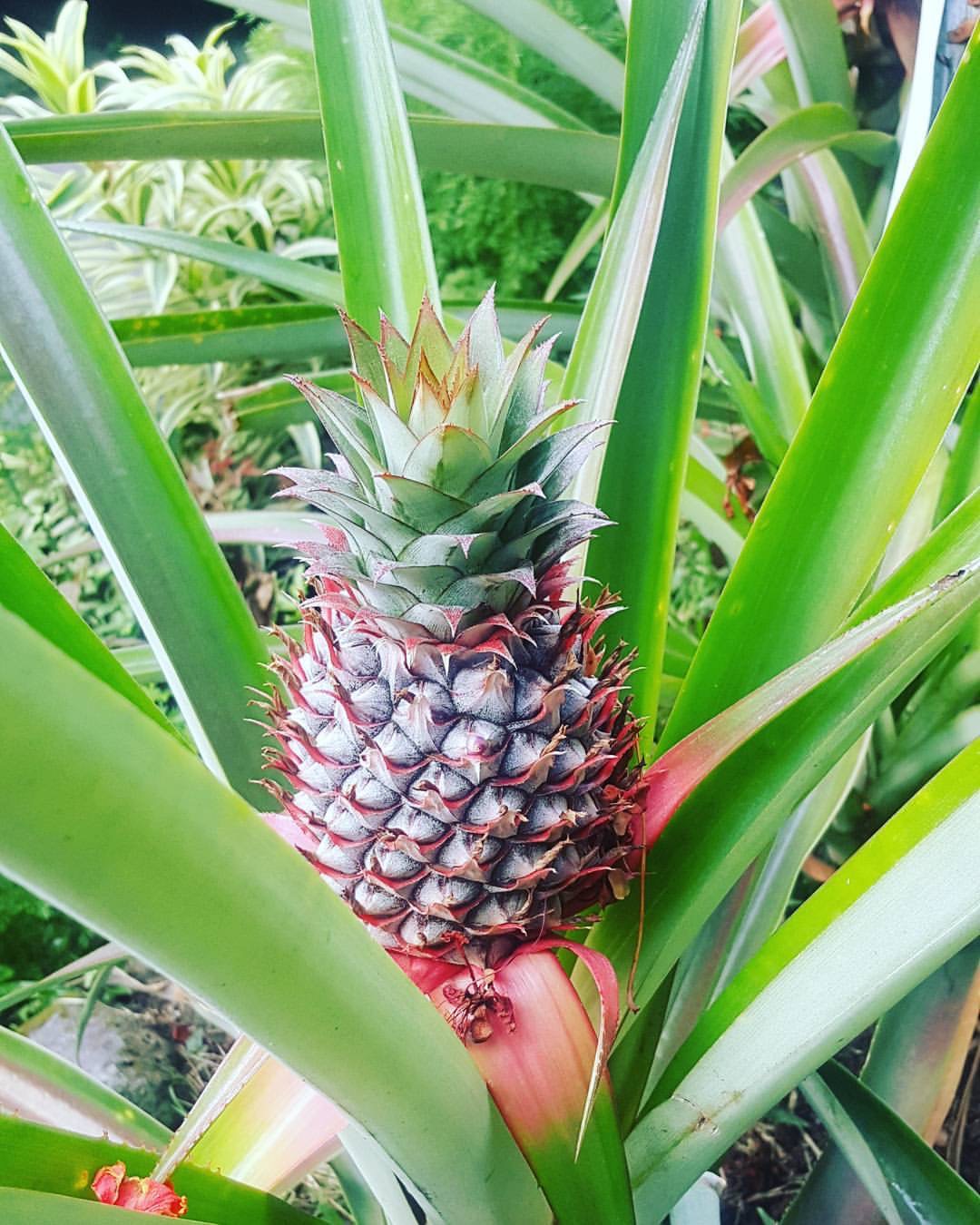 PINYA pineapple plant