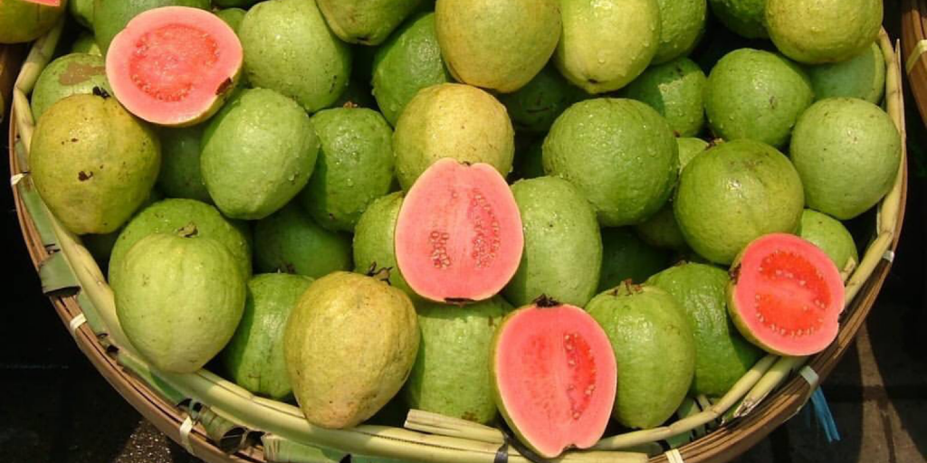 Juan Gathers Guavas
