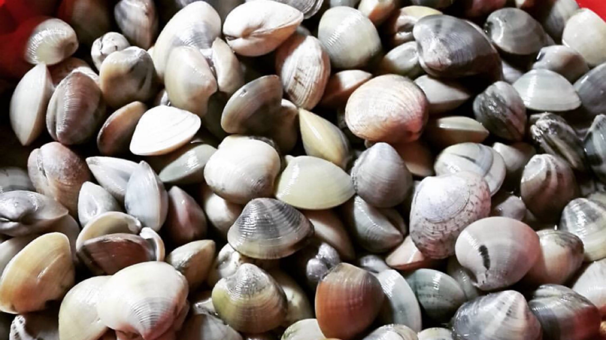 clam in Tagalog