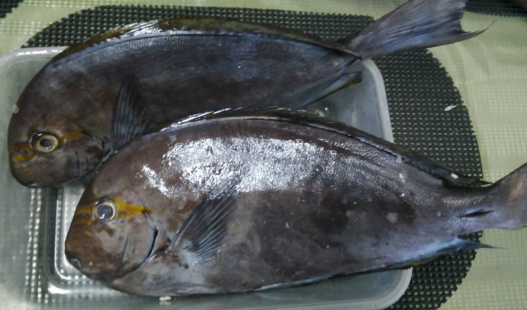 labahita fish