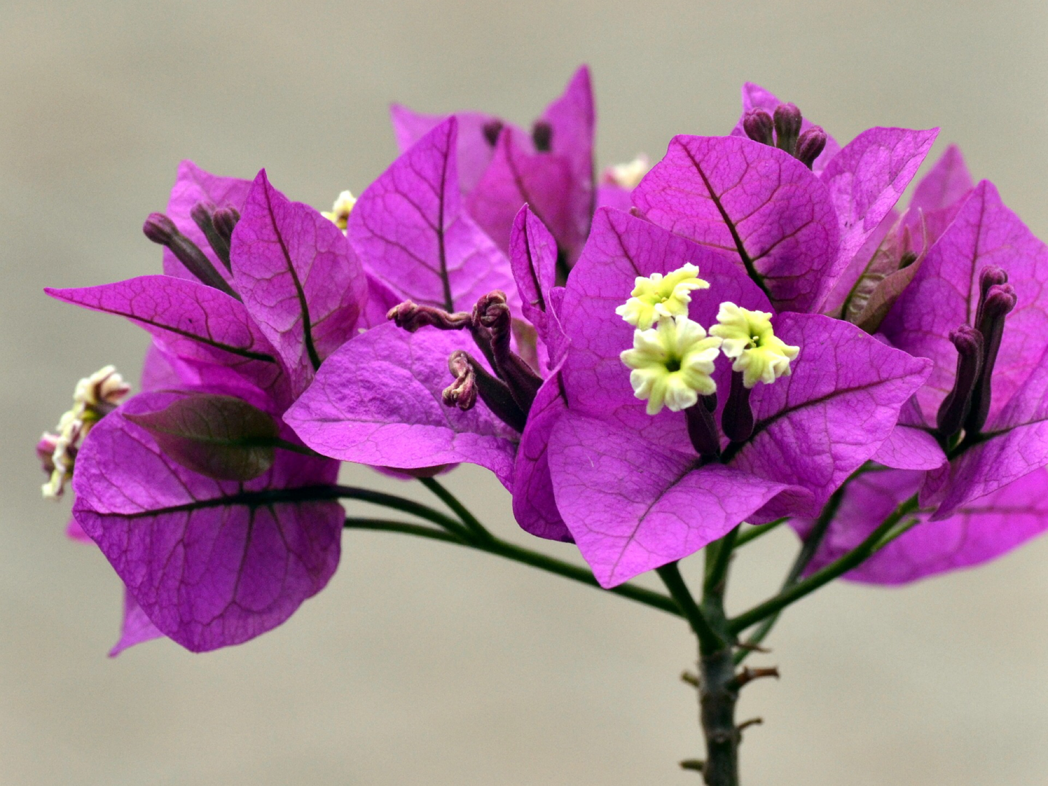 MAYO bulaklak