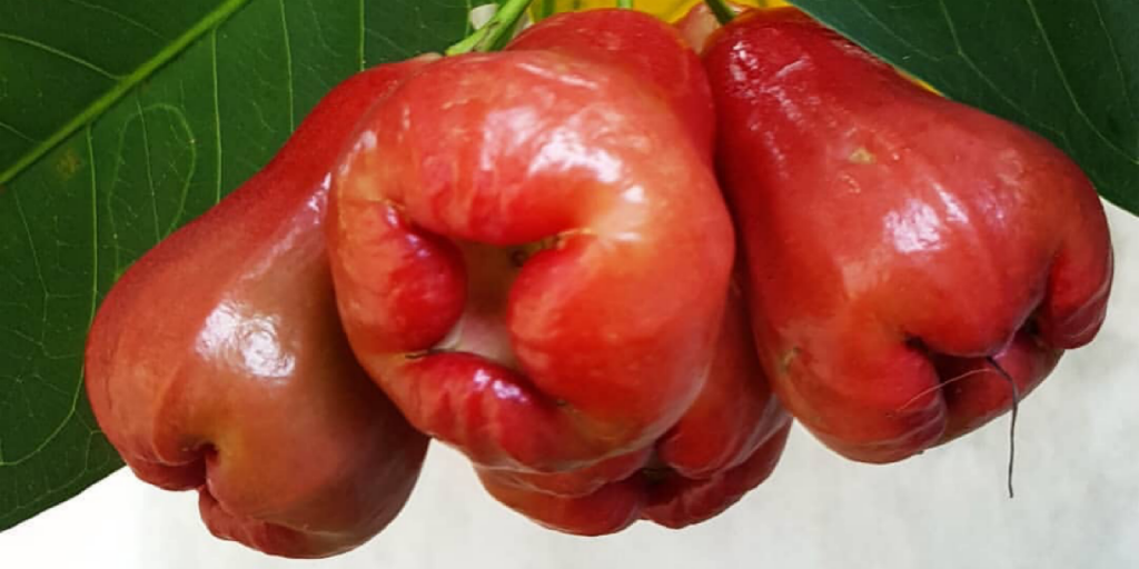 Makopa / Macopa Crunchy, Juicy Fruit Eaten in the Philippines!