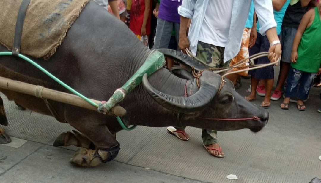 kneeling carabao