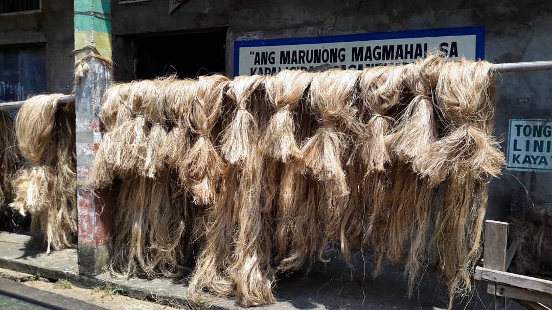 abaca hemp