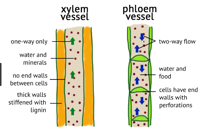 Xylem at Phloem Vessels