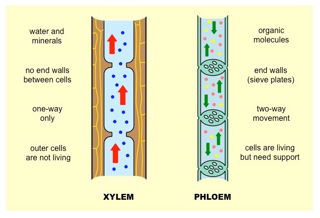 Xylem at Phloem
