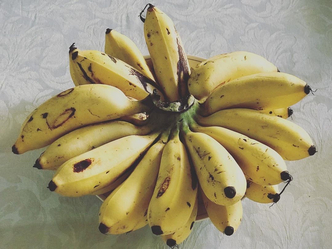 latundan banana variety
