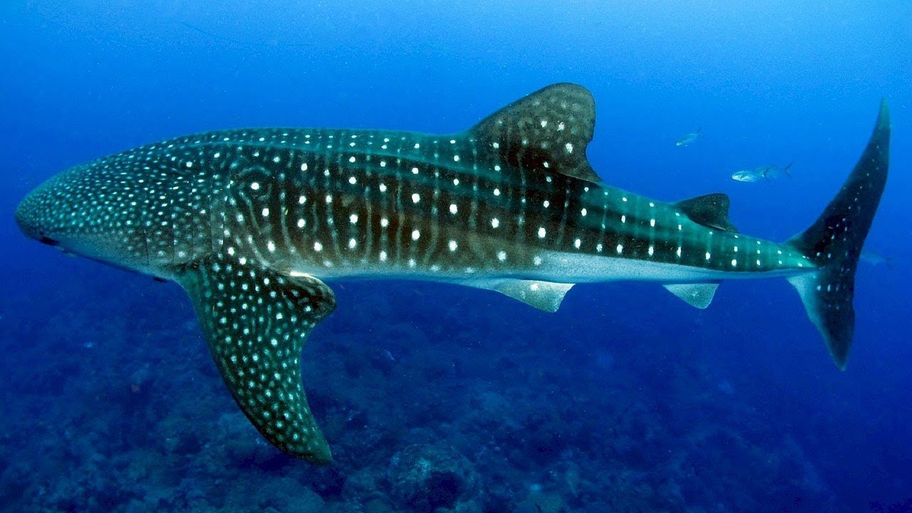 Philippine whale shark