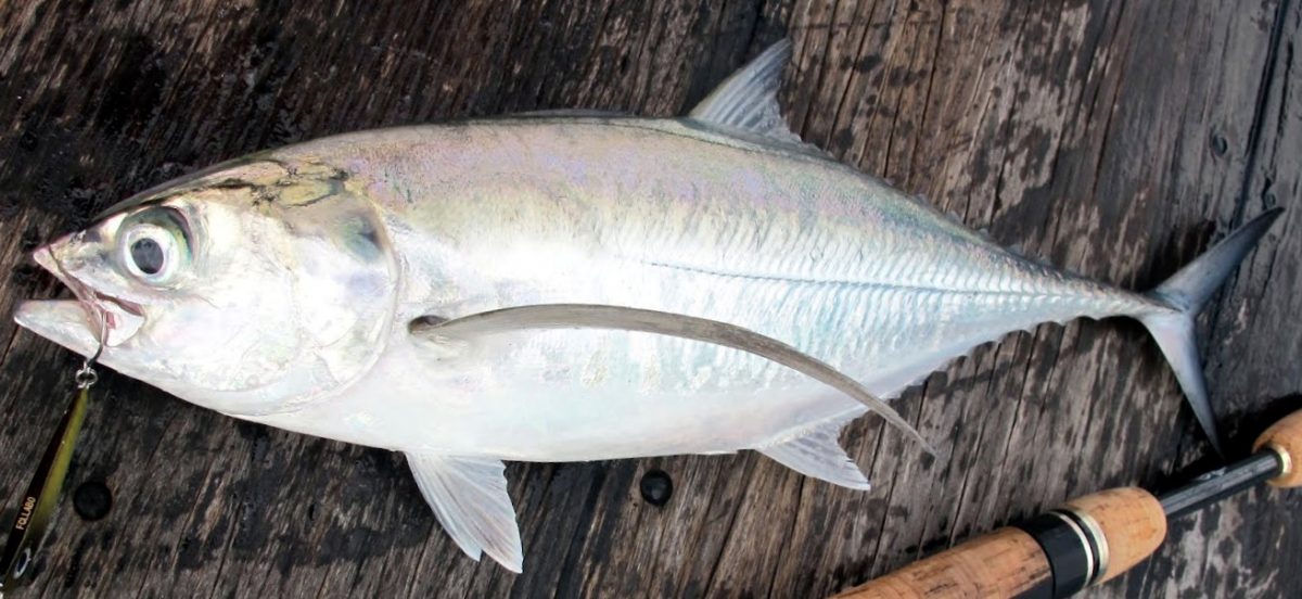uriles fish