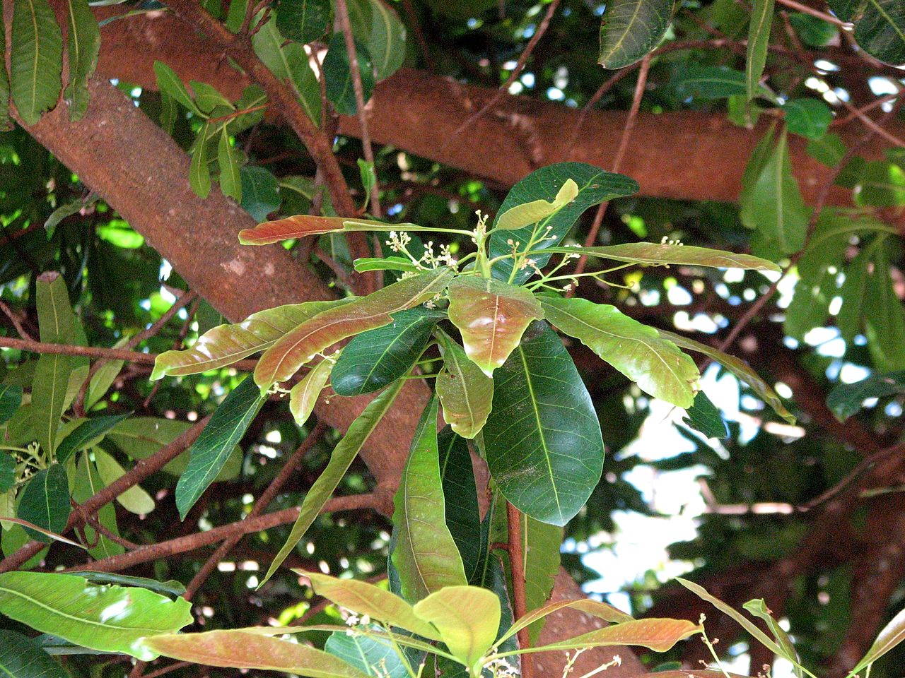 balingasay tree with leaves