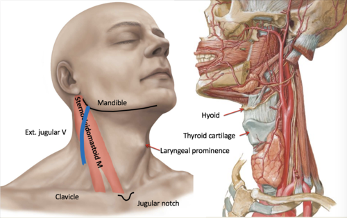 Adam's apple in Tagalog