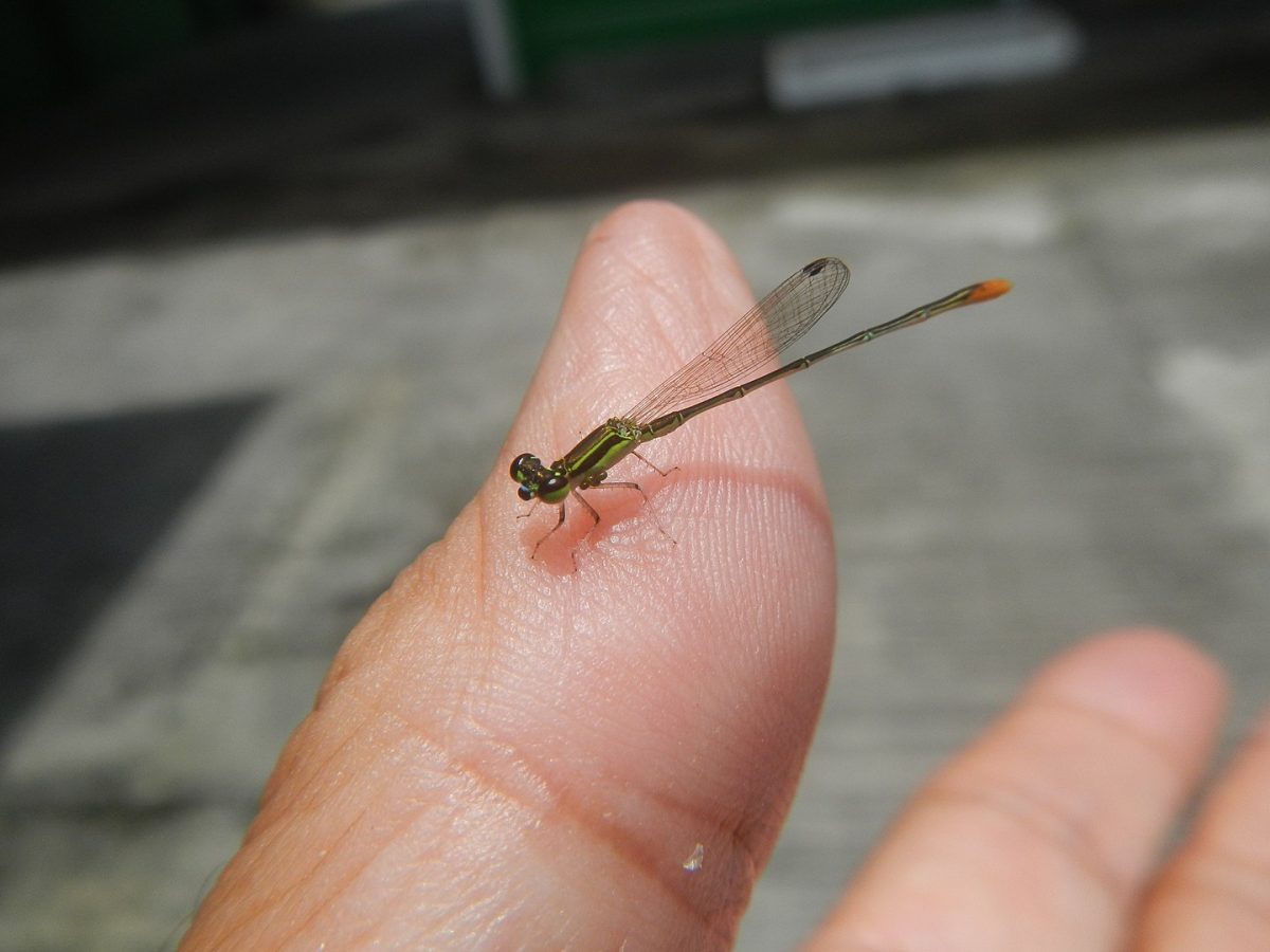 damselfly sa Tagalog