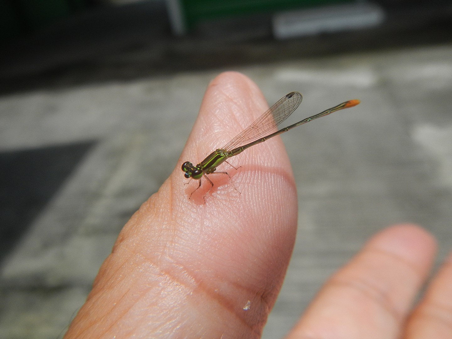 damselfly sa Tagalog