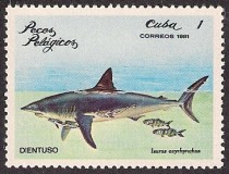 DENTUSO dentuso shark